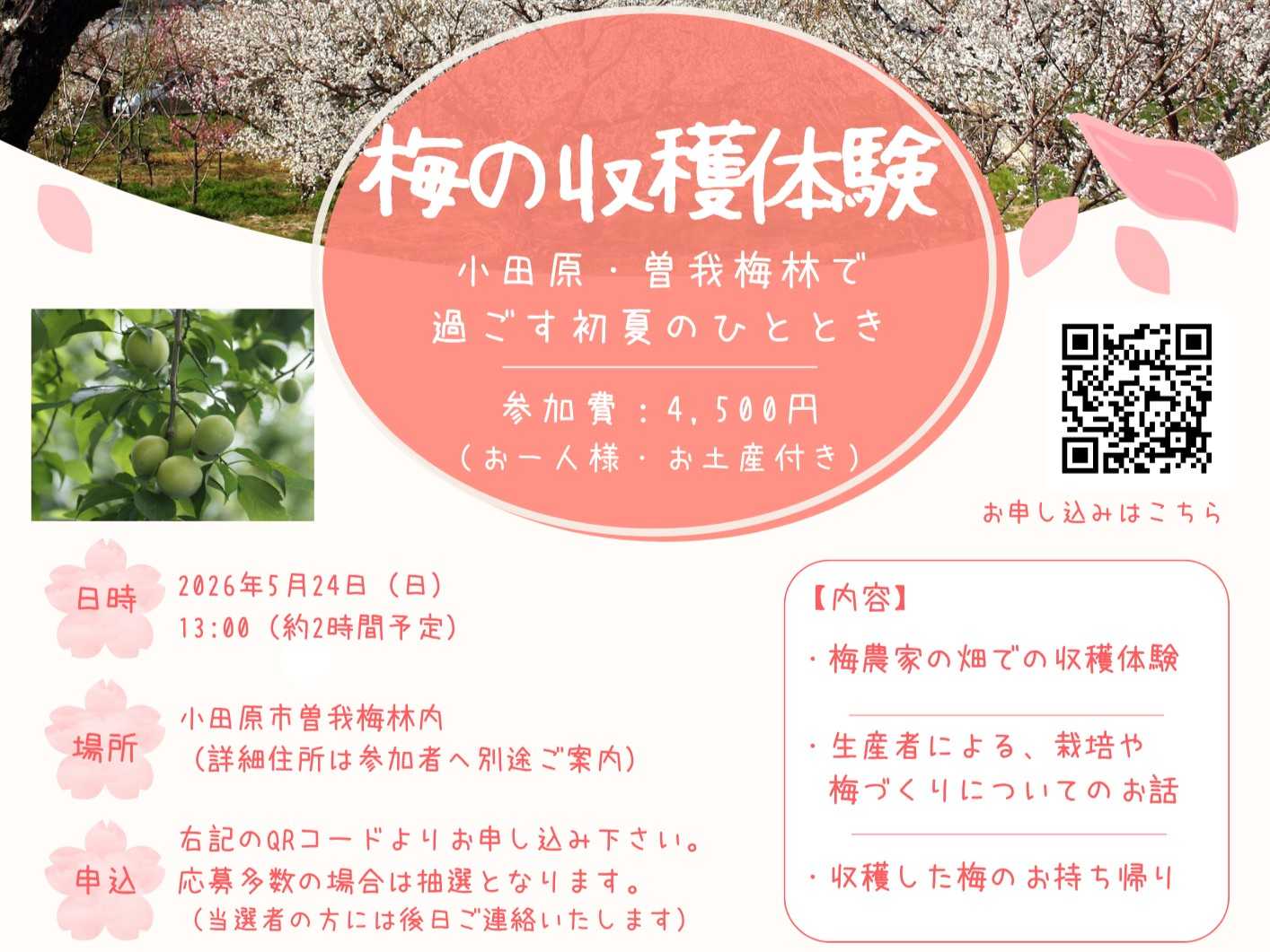 梅の収穫体験