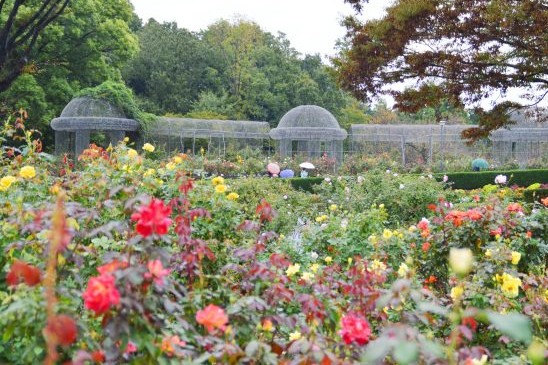 秋のローズフェスタ