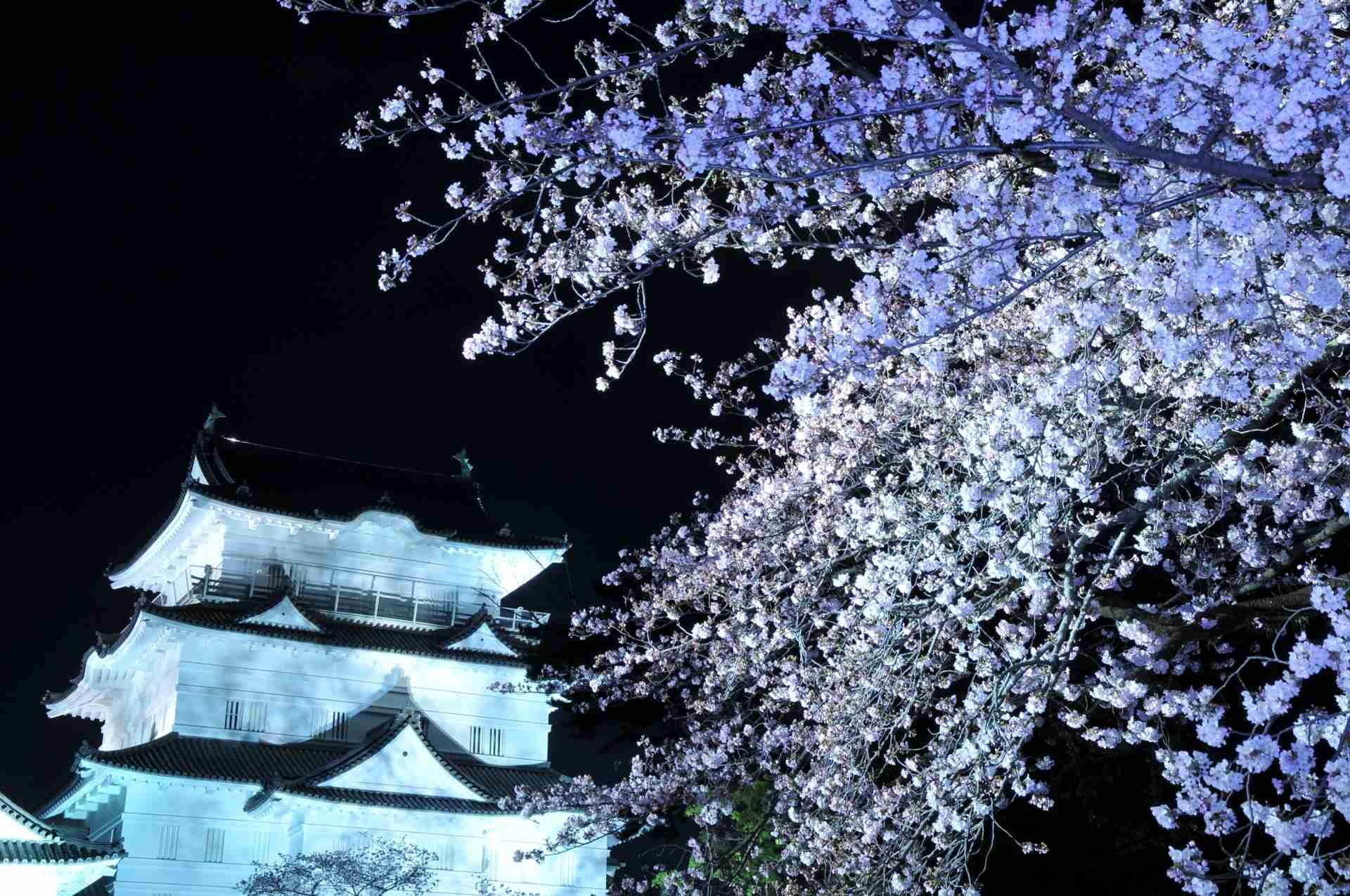 小田原 小田原 桜 | イベント情報のイベント | 小田原桜情報 | リトルトリップ小田原 [小田原市観光協会]