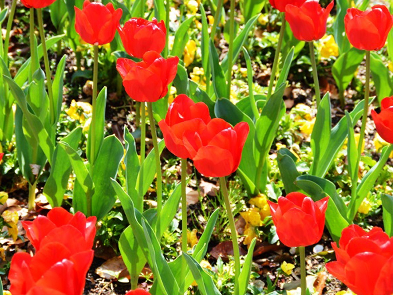 小田原花園 點 旅遊景點 小旅行小田原 小田原市觀光協會